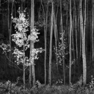 Ansel Adams, Aspens, Northern New Mexico, Horizontal Aspens, 1958.