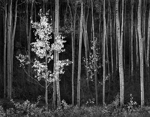 Ansel Adams, Aspens, Northern New Mexico, Horizontal Aspens, 1958.